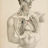 Anatomically Correct: Medical Illustrations, 1543-2008