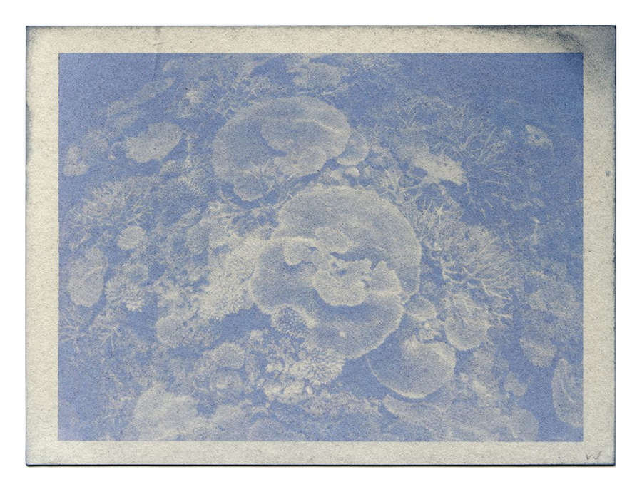 Fading Reefs 5 (2020) Anthotype made with red cabbage, 4.5" x 6". 