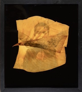 A boy with number “152” on front with butterfly wings on gold leaf of plant on black background. 