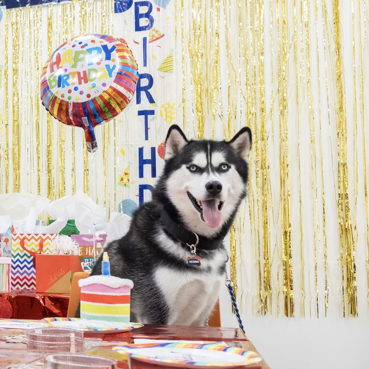 Jonathan the UConn Husky helps us celebrate