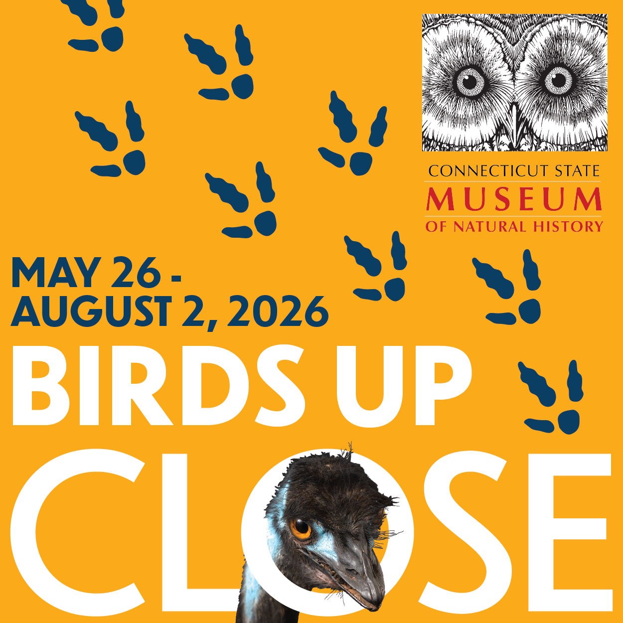 Birds Up Close: CT State Museum of Natural History